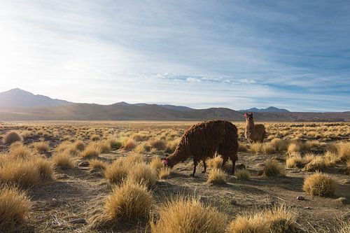 Lama op de hoogvlakte