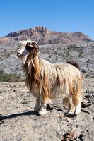 Longhaired Goat in Mountains of Oman