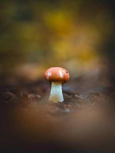 Mushroom