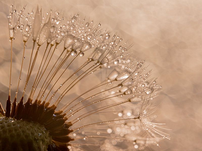 Warm tones color the fluff of the dandelion with droplets by Marjolijn van den Berg