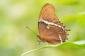 Tropical butterfly