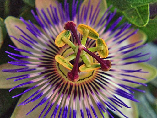 Passiflore 1