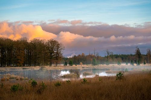 Chiennes blanches sur le Dwingelderveld