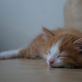 sleeping kitten van caitlin huijsing