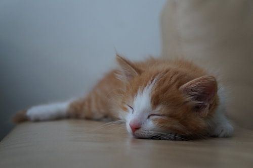 sleeping kitten