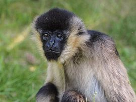 Witwanggibbon : Safaripark Beekse Bergen von Loek Lobel