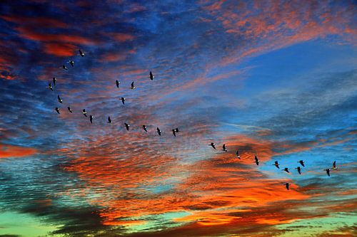 Des oies dans le ciel du soir