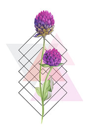 Violetter Amaranth von Fineline