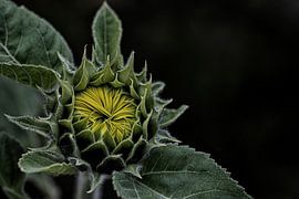 sunflower in bud by picsbyronenvief