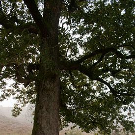 Arbre du matin sur Anita van Hengel