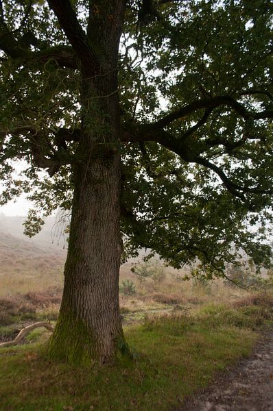 Morgenbaum von Anita van Hengel