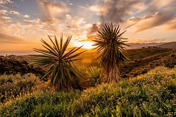 Zonsondergang tussen de palmbomen van Dafne Vos