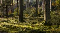 Enchanted Forest Landscape in Belgium: A Moment of Natural Serenity