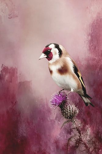 Goldfinch on Purple Thistle - A Natural Beauty