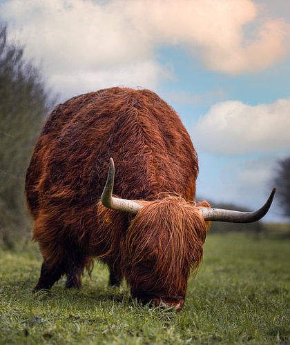 Schottischer Highlander
