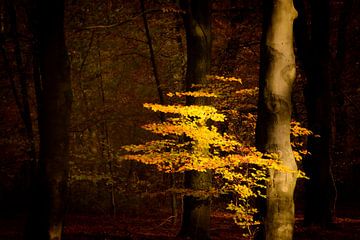 Bladeren in goud, bruin en geel in een beukenbos tijdens de herfst