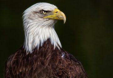 Aigle à tête blanche européen