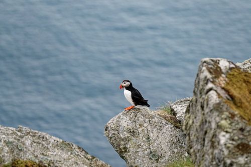 A puffin on a cliff overlooking the sea by Ralf Lehmann