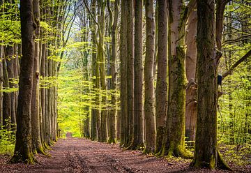 Beech Avenue in estate Egheria, Overijssel by Rietje Bulthuis