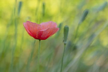 Papaver liefde van Naturdetail Fotografie