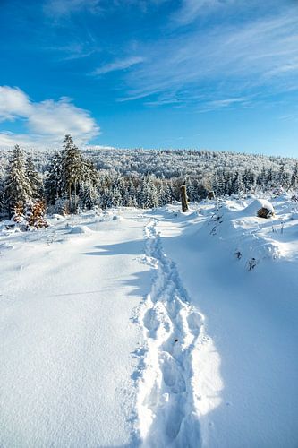 Korte winterwandeling rond de besneeuwde Inselsberg bij Brotterode - Thüringen - Duitsland