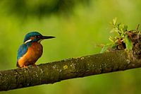 IJsvogel