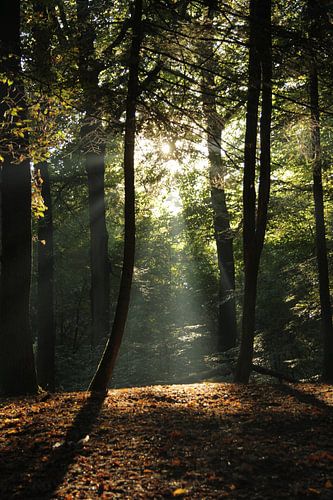 mystic light in forrest