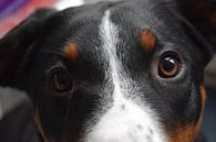 Puppy ogen van Amber van den Broek thumbnail