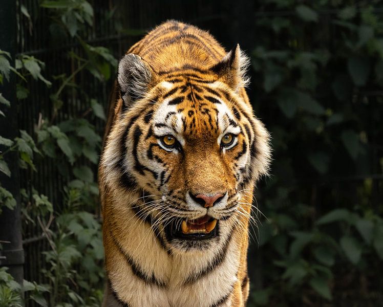 Siberische tijger Bart on the hunt van Wouter Van der Zwan