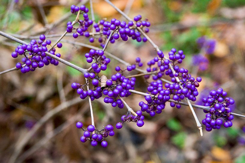 Violette Beeren am herbstlichen Strauch von Silva Wischeropp