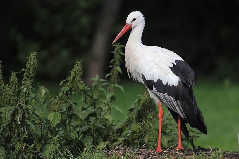 Stork in the meadow by Heike Hultsch