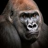 Gorilla Man Hoofd Portret van Mario Plechaty Photography