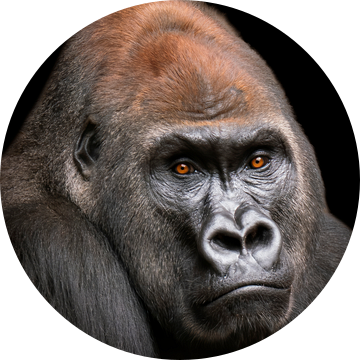 Gorilla Man Hoofd Portret van Mario Plechaty Photography
