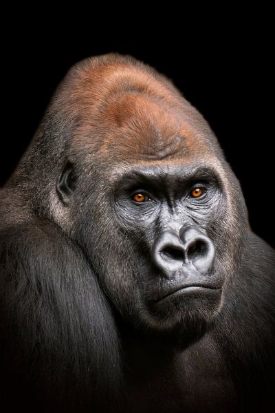 Gorilla Mann Kopf Portrait von Mario Plechaty Photography
