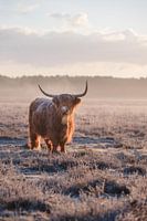 Schotse hooglander