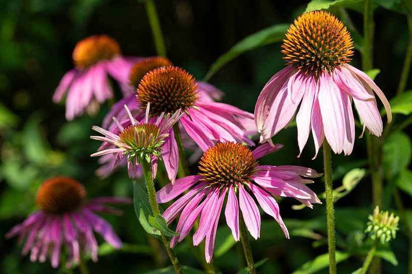 Echinacea purpurea, coneflower by Alexander Ludwig