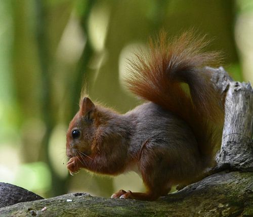 Squirrel in the woods of Bakkeveen.
