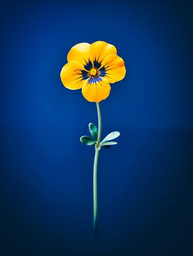 Nemesia Bloemen Portret