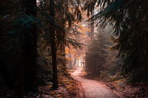 Speulderbos 2023 - 7