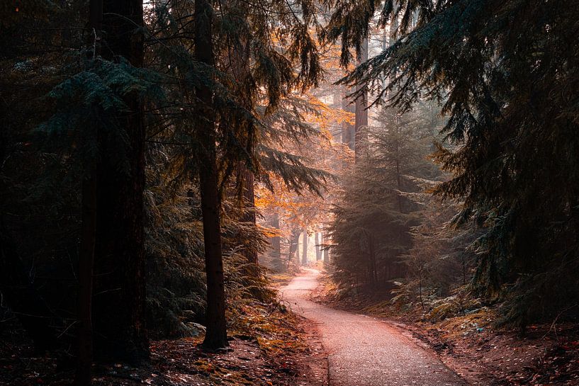 Speulderbos 2023 - 7 von Nuance Beeld