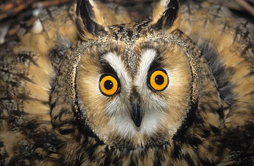 Owls