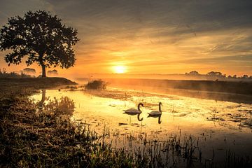 Sonnenaufgang mit Schwänen