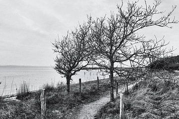 Bomen aan zee van Heiko Westphalen