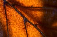 Macro van herfstblad in zonlicht van Mark Scheper thumbnail