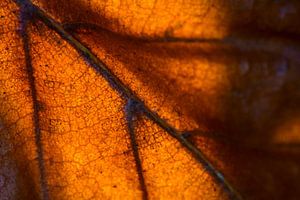 Macro of autumn leaf in sunlight by Mark Scheper