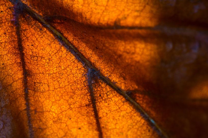 Macro van herfstblad in zonlicht van Mark Scheper