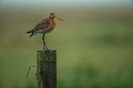 Black-tailed godwit on a pole in a rainstorm in the polder by Jeroen Stel