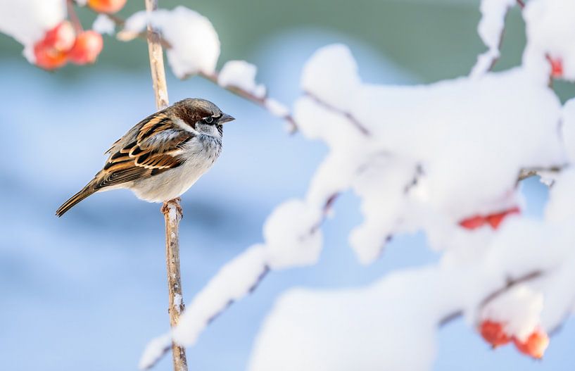 Close-up of a house sparrow on a snow-covered tree by ManfredFotos