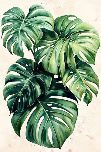Monstera Deliciosa no.3