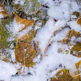 Herbst und Winter in 1 von Willy Sybesma
